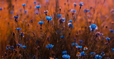 A field of wildflowers. A field of wildflowers.
