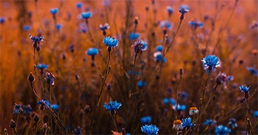 A field of wildflowers.